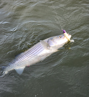 Striped Bass Bounty in NYC Waters